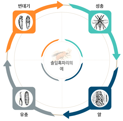 솔잎혹파리의 알에서 유충으로, 유충에서 번데기로, 번데기에서 성충으로 변화는 과정