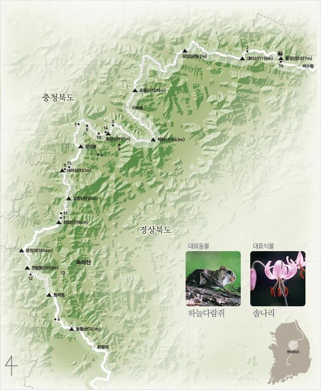 4구간 (화령재~속리산-월악산~저수령) | 대표동물:하늘다람쥐 | 대표식물:솔나리