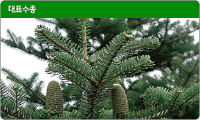 대표수종 분비나무 Abies nephrolepis