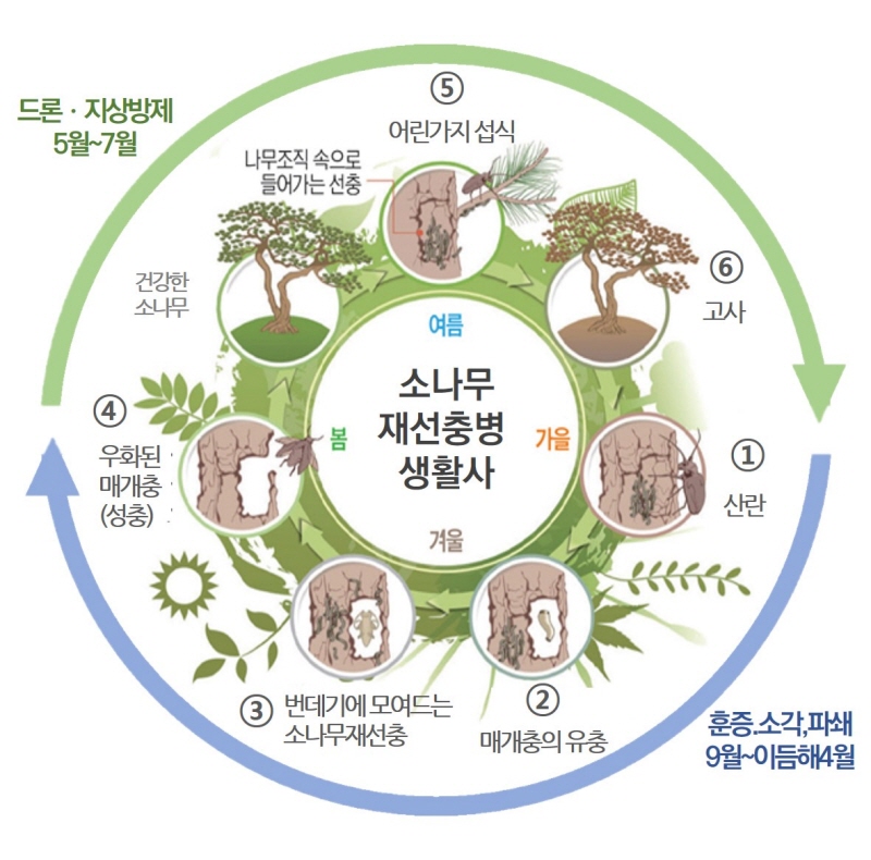 훈증,소각,파쇄 9월~이듬해4월 : ①산란  ②매개충의유충 ③번데기에 모여드는 소나무재선충 ④우화된 매개충(성충)/ 드론 및 지상방제 5월~7월: 건강한 소나무, 나무조직속으로 들어가는 선충 ⑤어린가지 섭식 ⑥고사