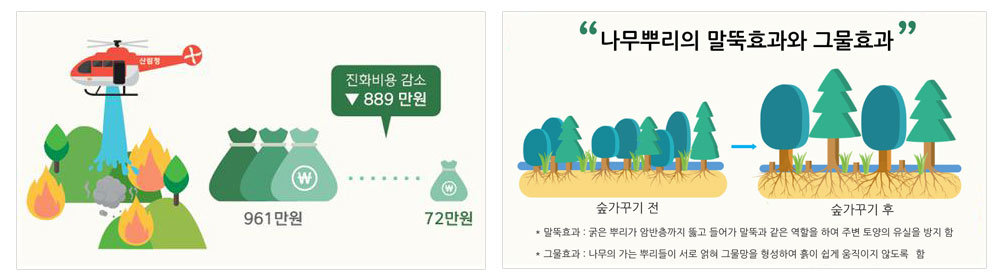 산불발생시 진화비용이 961만원에서 72만원으로 진화비용이 889만원이 감소하고, 나무의 뿌리가 깊이 들어가 말뚝과 같은 역할을 하고 뿌리들이 서로 얽혀 그물과 같은 역할을 하여 산사태 예방 효과를 높인다. 말뚝효과:굵은 뿌리가 암반층까지 뚫고 들어가 말뚝과 같은 역할을 하여 주변 토양의 유실을 방지 함. 그물효과:나무의 가는 뿌리들이 서로 얽혀 그물망을 형성하여 흙이 쉽게 움직이지 않도록 함